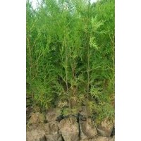 出售30-50公分-80公分-1米營養(yǎng)杯側(cè)柏苗