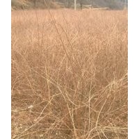 連翹苗哪里有？請(qǐng)到山西虎子苗木合作社