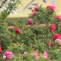 平陰四季玫瑰，豐花一號