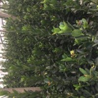 月季花、大葉黃楊、衛(wèi)矛