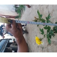 大量出售自家月季花 低于市場價格