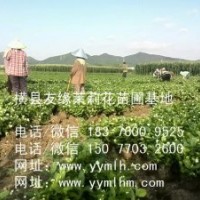 茉莉花苗