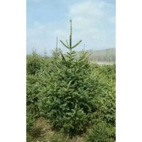 甘肅云杉哪里種植多-甘肅定西云杉
