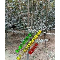 5---9公分紅葉李，價(jià)格便宜，需要聯(lián)系