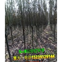 供應(yīng)：2-5米精品白皮松，5-9公分紅葉李、晚櫻、西府海棠