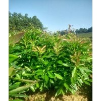 羅漢松，桂花，羅漢松，紅豆杉