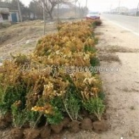 產(chǎn)地直銷(xiāo)瓜子黃楊小苗，0.45元一棵