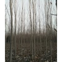 楊樹(shù)107速生楊
