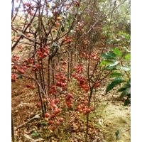 大量供應(yīng)海棠苗、山桃苗等實(shí)生苗