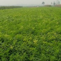 紫穗槐最新苗價(jià)，紫穗槐的批發(fā)價(jià)格