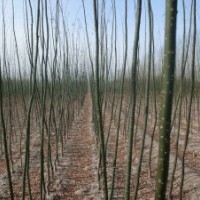 速生國槐、速生法桐、速生白蠟、速生皂角