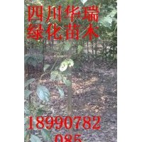 3、4、5大葉樟大量供應(yīng)