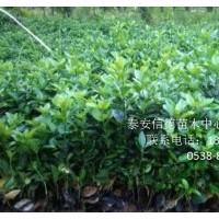 供瓜子黃楊