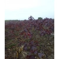 紅葉李 紅王子錦帶、四季錦帶、紅瑞木、紫丁香、白丁香、棣棠、