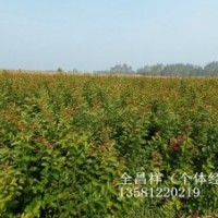 湖北利川紫薇小苗、紫薇苗價(jià)格
