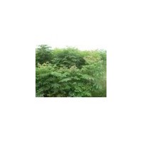 欒樹小苗基地//專供欒樹小苗批發(fā)商