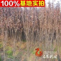 供應(yīng)風景樹苗木紫葉李 速生紫葉李