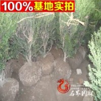 優(yōu)質(zhì)龜甲冬青球 規(guī)格齊全 工程苗