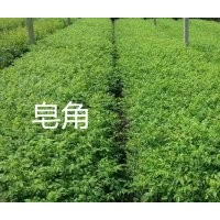 經(jīng)濟林、綠化苗