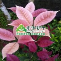 珍珠五彩桂桂花小苗彩葉苗綠化苗木長期供應(yīng)