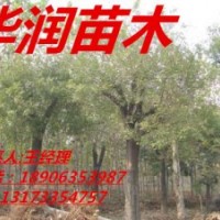 【天津國槐】【8-12公分國槐】【國槐的價格喬灌木】華潤苗木-第