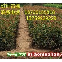 紅葉石楠