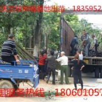 天竺桂樹苗 天竺桂樹苗價格 天竺桂小苗 優(yōu)質(zhì)天竺桂樹苗批發(fā)價