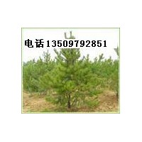 供應(yīng)油松苗 營(yíng)養(yǎng)杯1-1.2米油松苗 山西油松苗價(jià)格