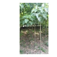 出售楸樹1-20公分，欒樹10-20公分