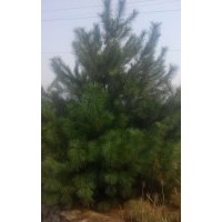 長期供應(yīng):華山松，白皮松，櫻花
