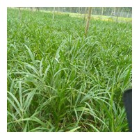大量 針葵苗 軟葉刺葵苗 美麗珍葵苗 供應