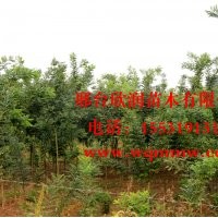 河北邢臺(tái)欣潤(rùn)苗木大量供應(yīng)國(guó)槐 10公分