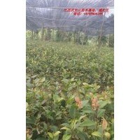 紅露珍茶花