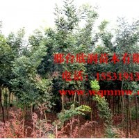 河北邢臺欣潤苗木大量供應(yīng)國槐 8公分