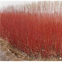 批發(fā)紅瑞木，紅瑞木苗，3-20分支都有，規(guī)格齊全