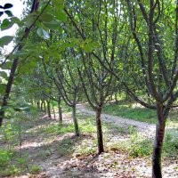 長期大量供應各種規(guī)格木瓜樹 木瓜苗 木瓜種子