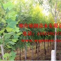 河北邢臺(tái)欣潤(rùn)苗木大量供應(yīng)白蠟 5公分