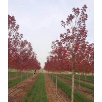 櫸樹、欒樹、高桿紅葉石楠等各種苗圃小苗