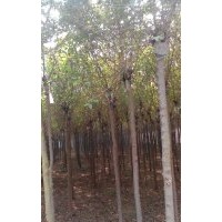 出售香花槐 垂柳 速生柳 金葉楡 火炬 國(guó)槐 白蠟 刺槐 法桐 泡桐