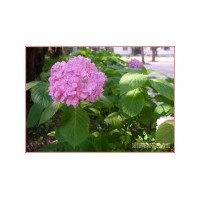 八仙花、紅葉小檗、龍柏球、蜀檜球、金邊黃楊