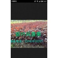 紫葉風(fēng)香果