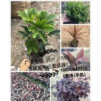 供應地被小苗（規(guī)格：5斤/7斤）