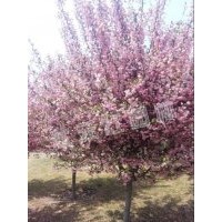 供應(yīng)丹桂、海棠