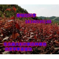 密枝紅葉李苗,遼寧紅葉李苗價格