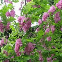 大量供應優(yōu)質(zhì)香花槐小苗
