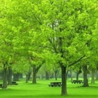 大量工供應優(yōu)質(zhì)國槐小苗