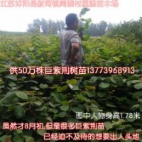 江蘇巨紫荊苗價(jià)格便宜銷(xiāo)售火爆