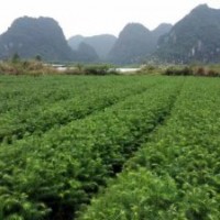 廣西融水自產(chǎn)20-30公分良種杉樹苗300萬株