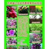 出售接穗：新品種彩葉樹(shù)，紅葉稠李，北美海棠，果樹(shù)苗的大量接穗