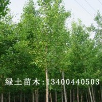 速生白蠟小苗價(jià)格|速生白蠟供應(yīng)
